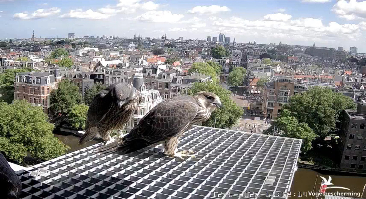 Amsterdam/Rijksmuseum screenshots © Beleef de Lente/Vogelbescherming Nederland - Pagina 25 Video-2022-06-12-111356-Moment-4