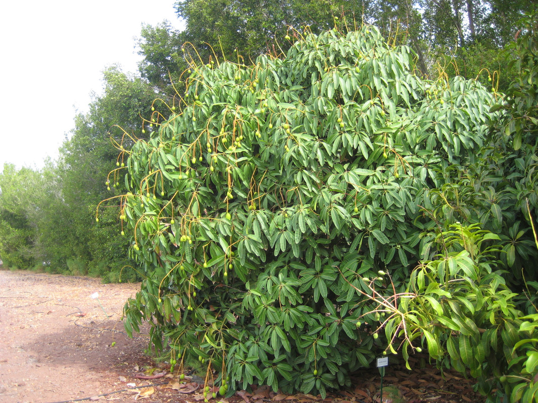 IMG_7273 Mangifera odorata