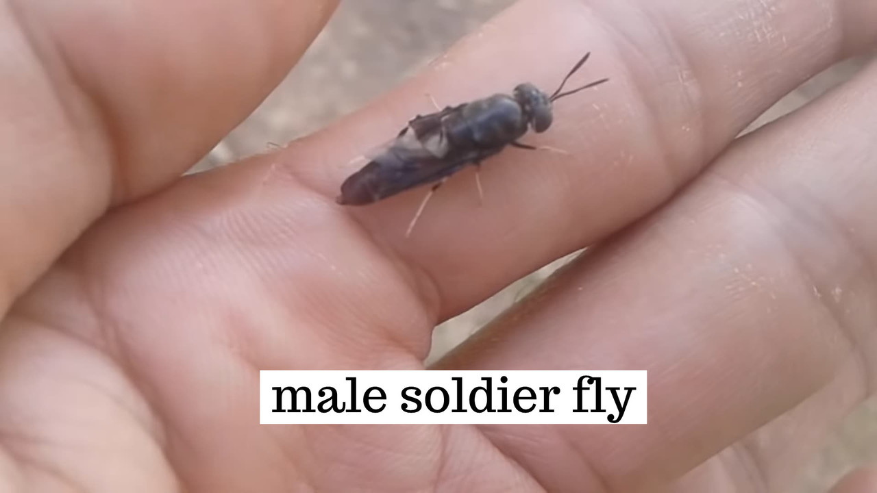 male-soldier-fly.jpg