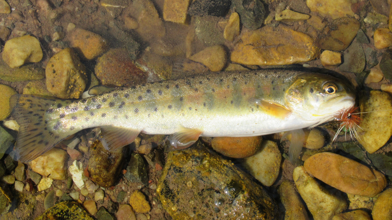 Colorado Cutthroat