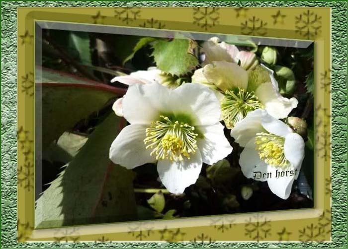 HELLEBORUS