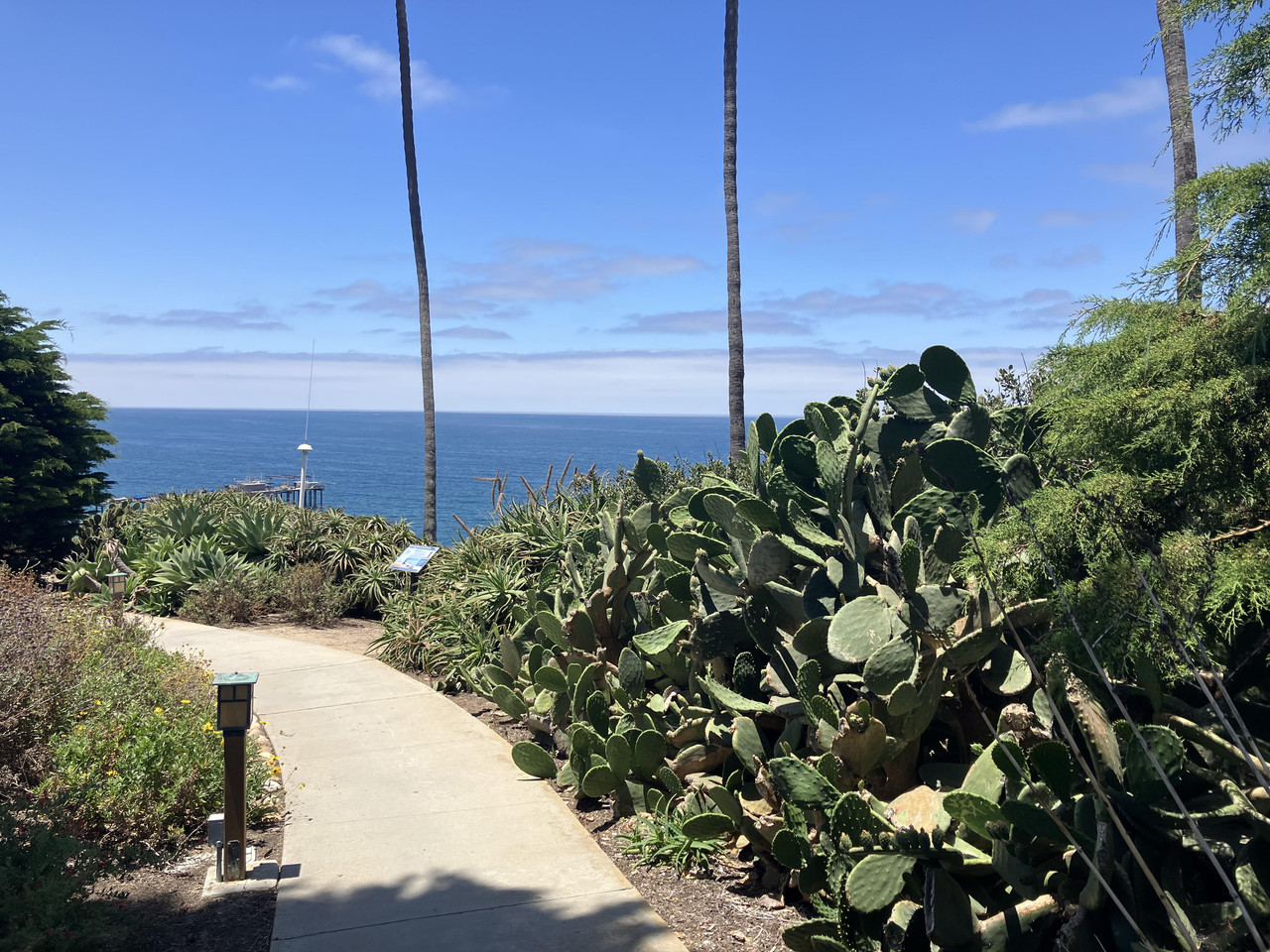 cacti and ocean view from Scripps