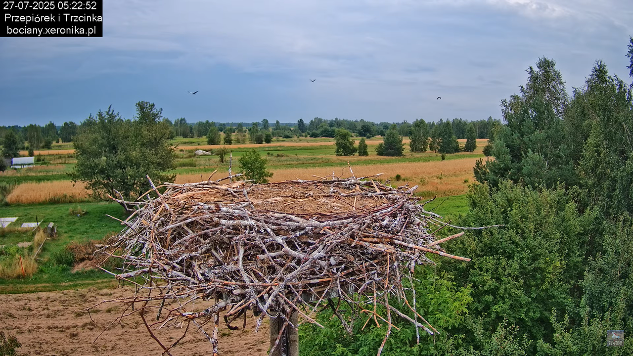 27072025bociany7