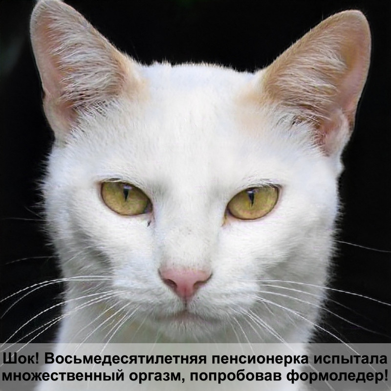 у кошки лысый подбородок