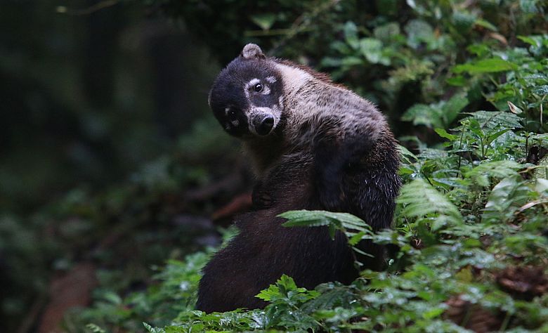 https://i.postimg.cc/bNz9WxZn/coati.jpg