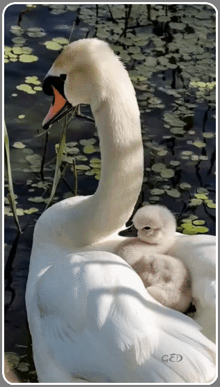 270726-cygne-et-son-petit