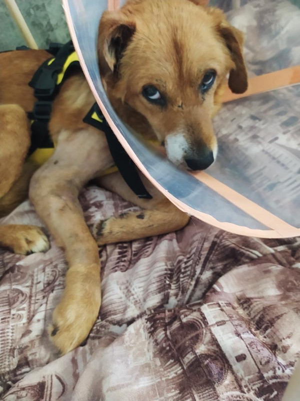 34A4595C-7B73-41BF-9699-5A2247368E21