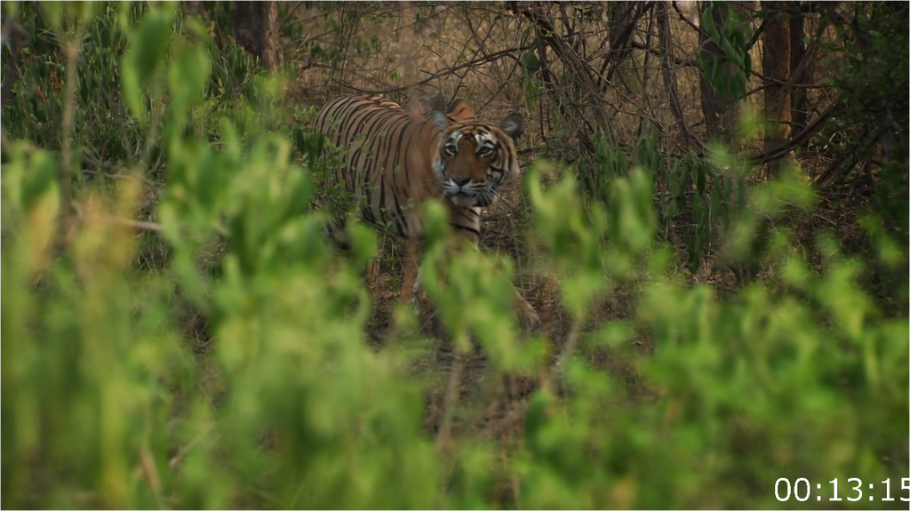 [Image: cz77ivu3u1ls.png]