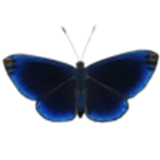 tumblr-a77ce18e767d00fb0738f5b0256bde27-455ca5ae-250