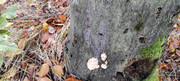 IMG-20251031-101818