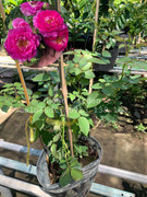 Sheherazad (Size nhỏ)