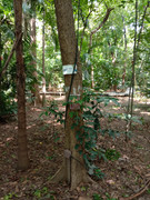 Arroceros-Forest-Park-Manila-Bagras20260715-141718