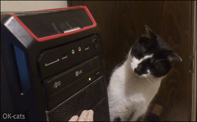 Funny-Cat-GIF-Suddenly-fearful-cat-gets-startled-by-sneaky-CD-ROM-drive.gif