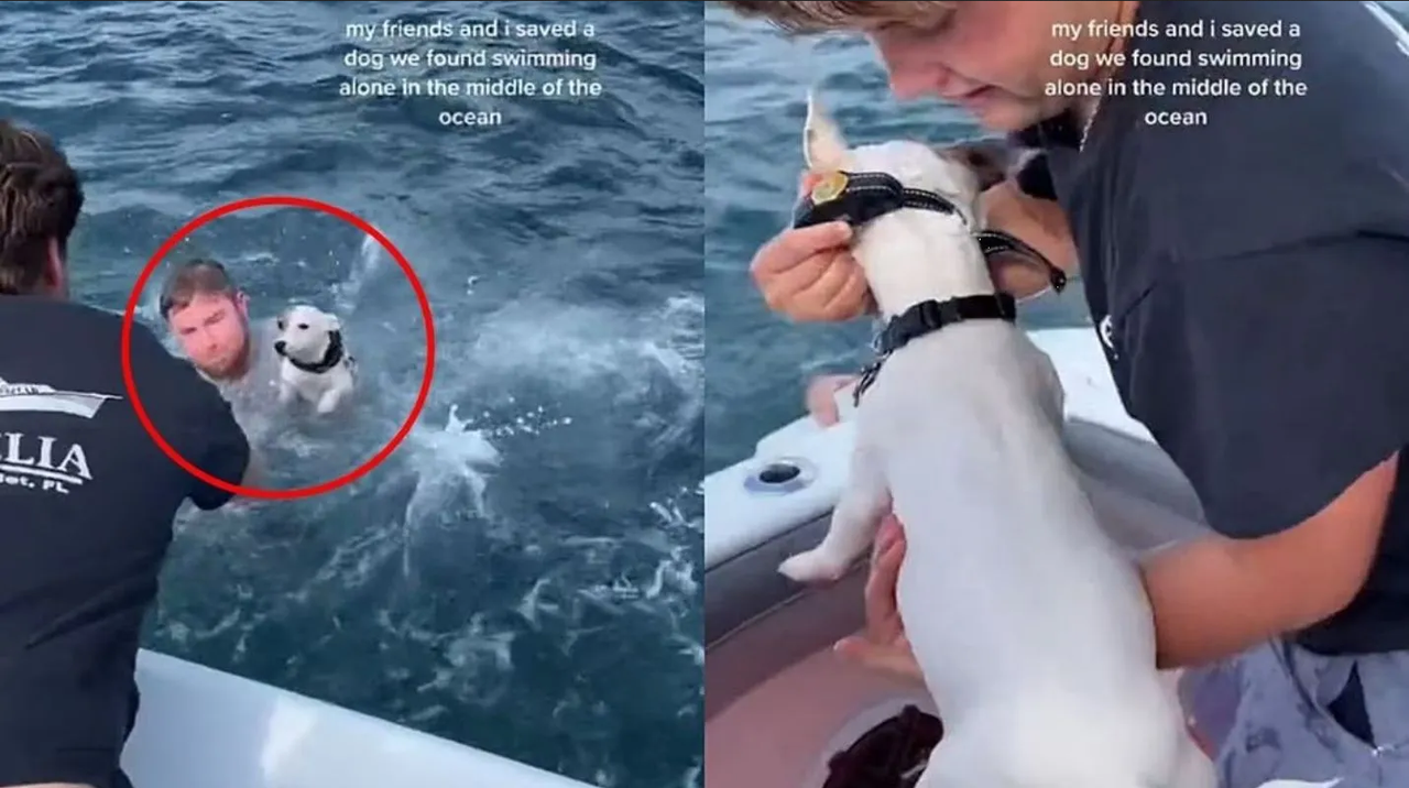 Video: Perrito náufrago es rescatado y se hace viral