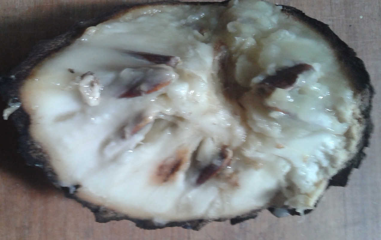 Duguetiauniinside2
