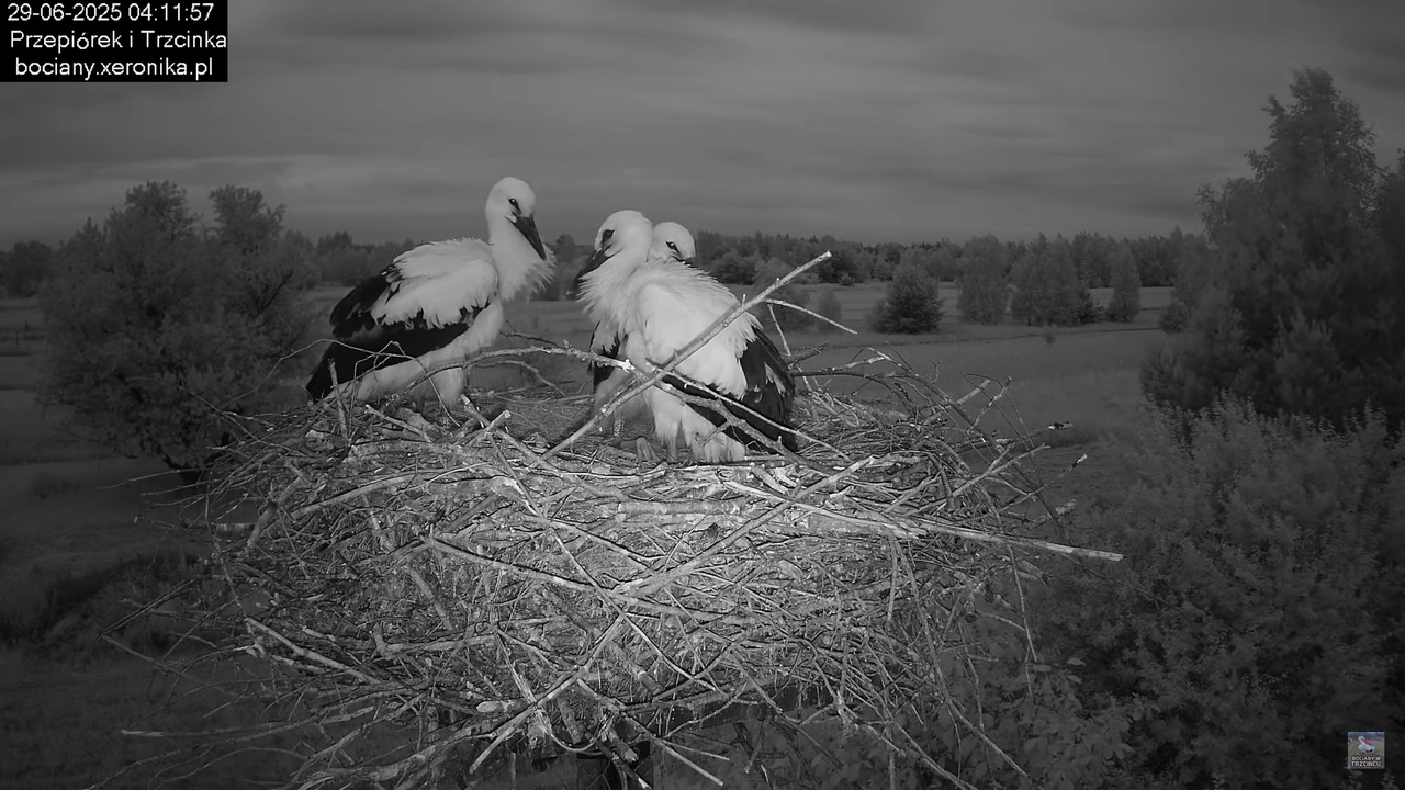 29062025bociany3