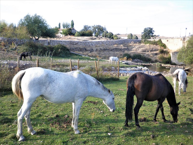 LA PRADERA DE NAVALHORNO O VALSAIN-28-9-2011-SEGOVIA - Paseando por España-1991/2024 (19)