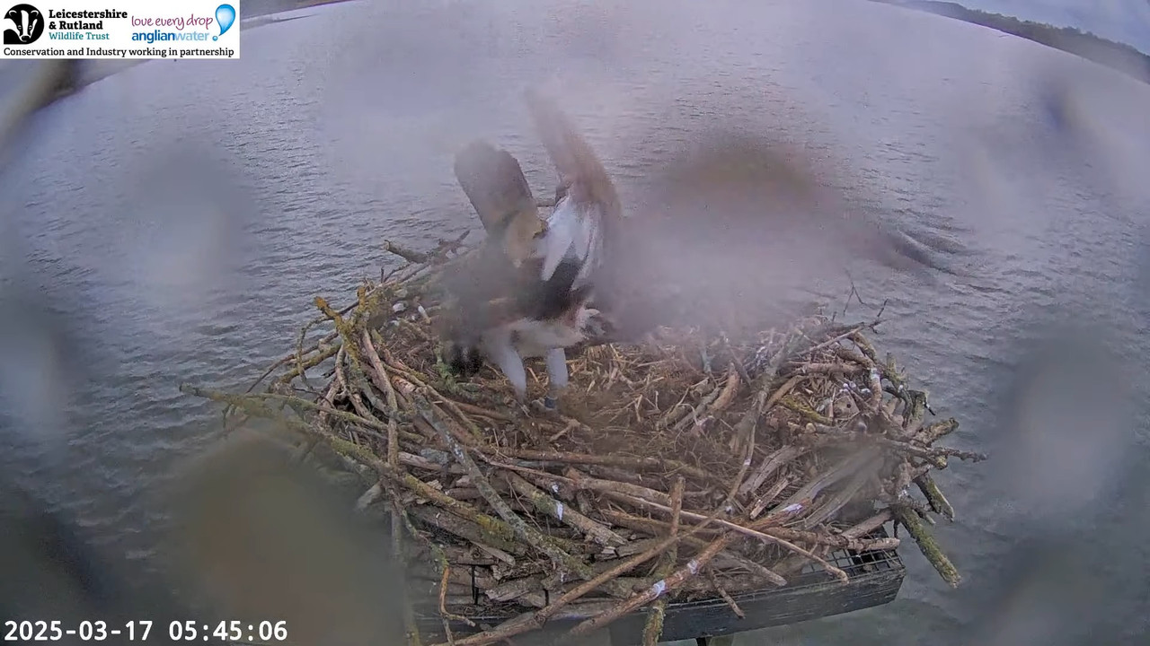 LRWT - Manton Bay Ospreys Live Webcam (Wide Angle) 10-11-51 screenshot (2)