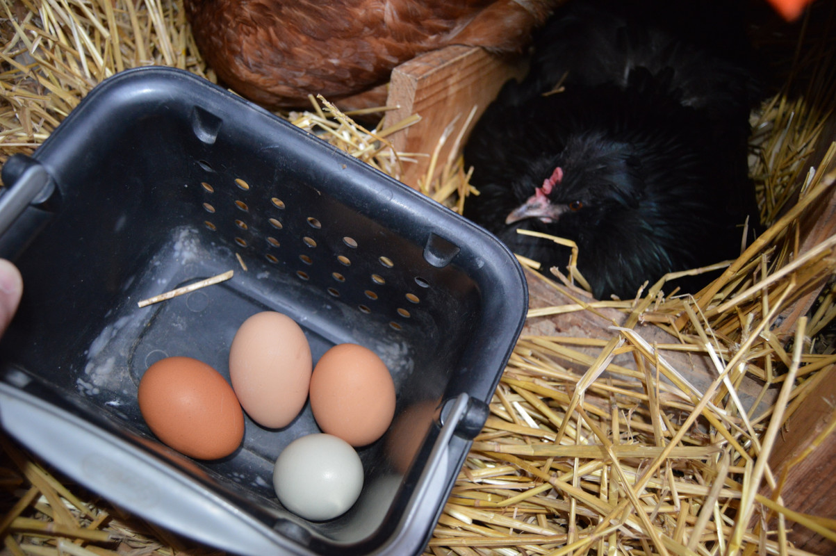 2015-4-11 Hen Eggs (2)