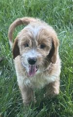 ember male 1