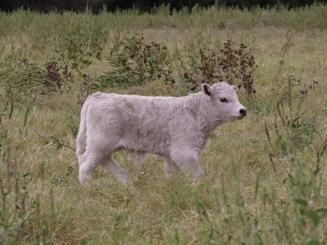 927 Bull (4 days)