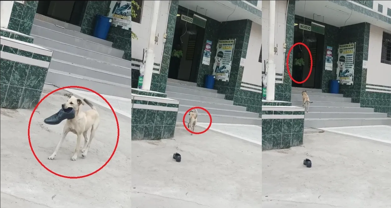 Aguas con este perrito, casi deja chirundo a un policía: video capta el robo
