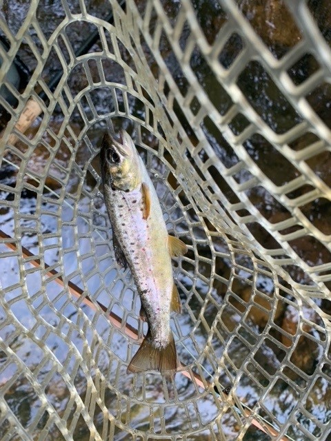 Wild brown - Memorial Day 5-27-24