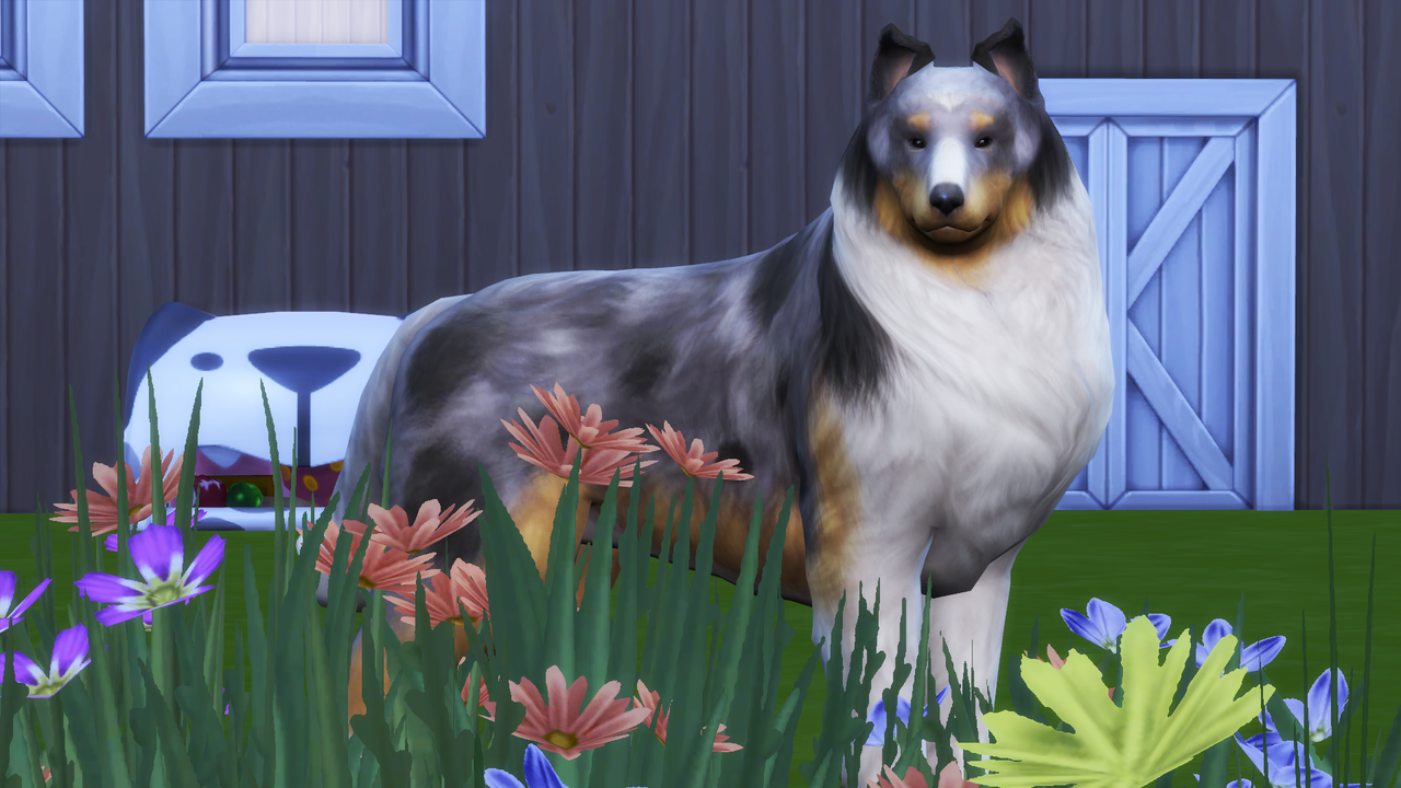 Omorose Kennels Sims International Kennel Club