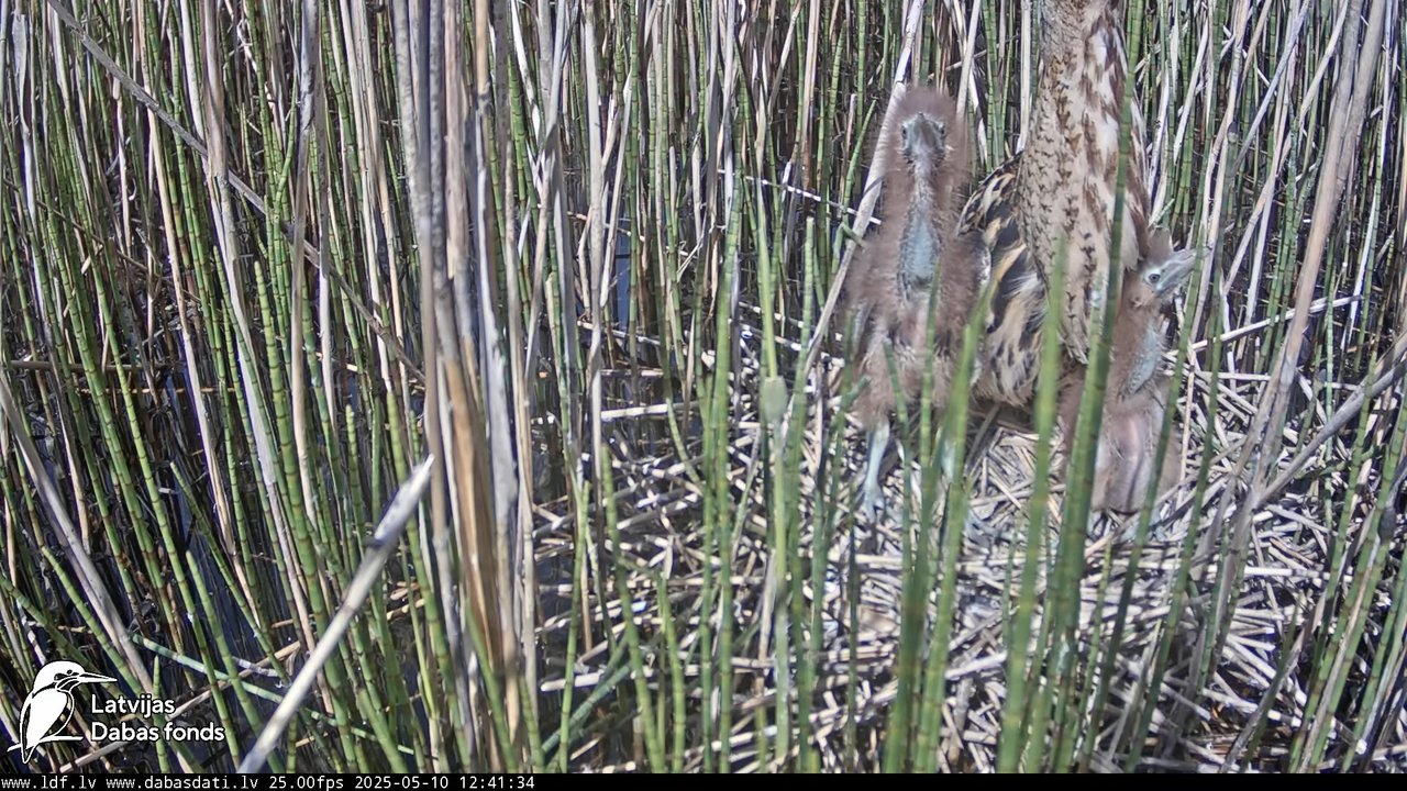 LDF Lielais dumpis (Botaurus stellaris) Zemītes pagastā 13-23-49 screenshot