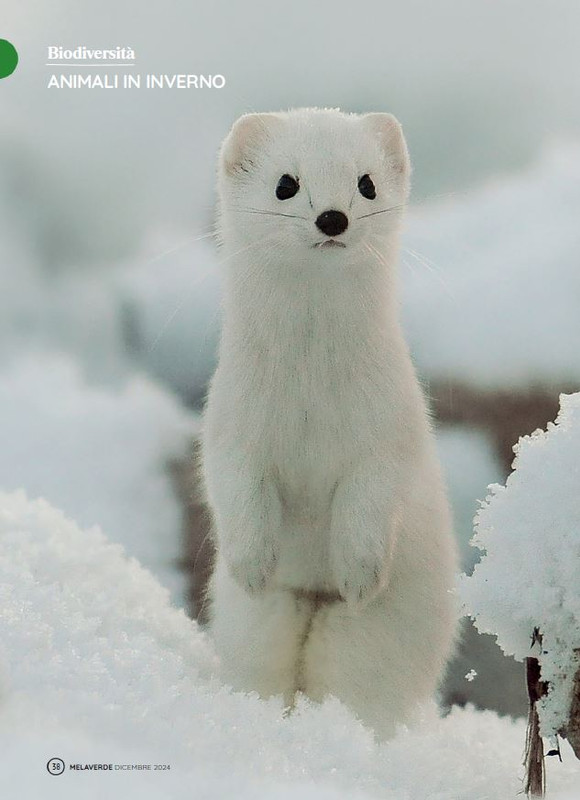 melaverde Dic 2024 (1)