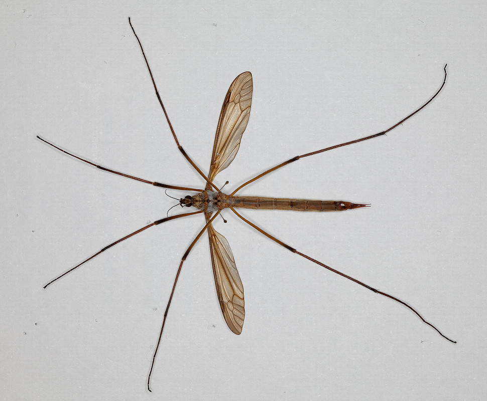 tipula_macro_ventrale
