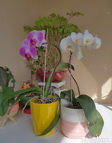 [Image: IMG-20210619-091825.jpg]