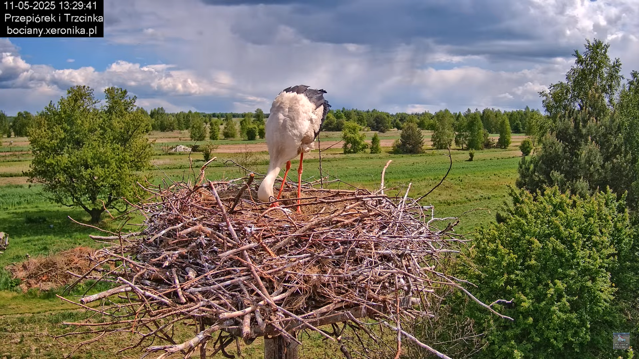 11052025bociany27