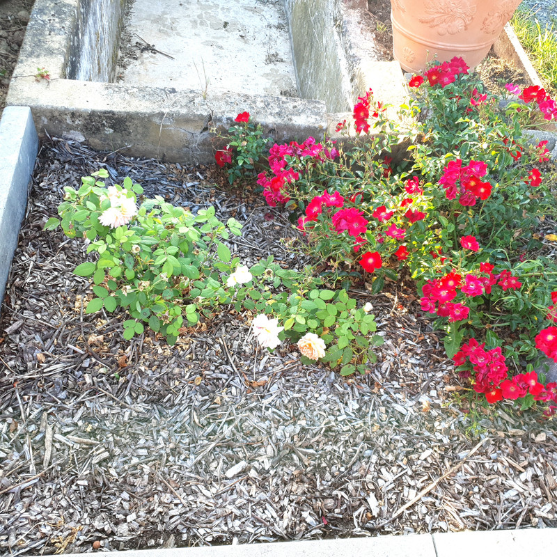 [Image: 20210912-190939.jpg]