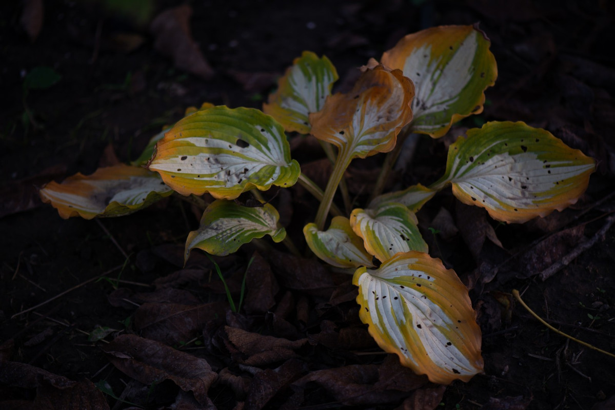 IMG-30e8ed43d3efffba95cc4ae4b0472c69-V