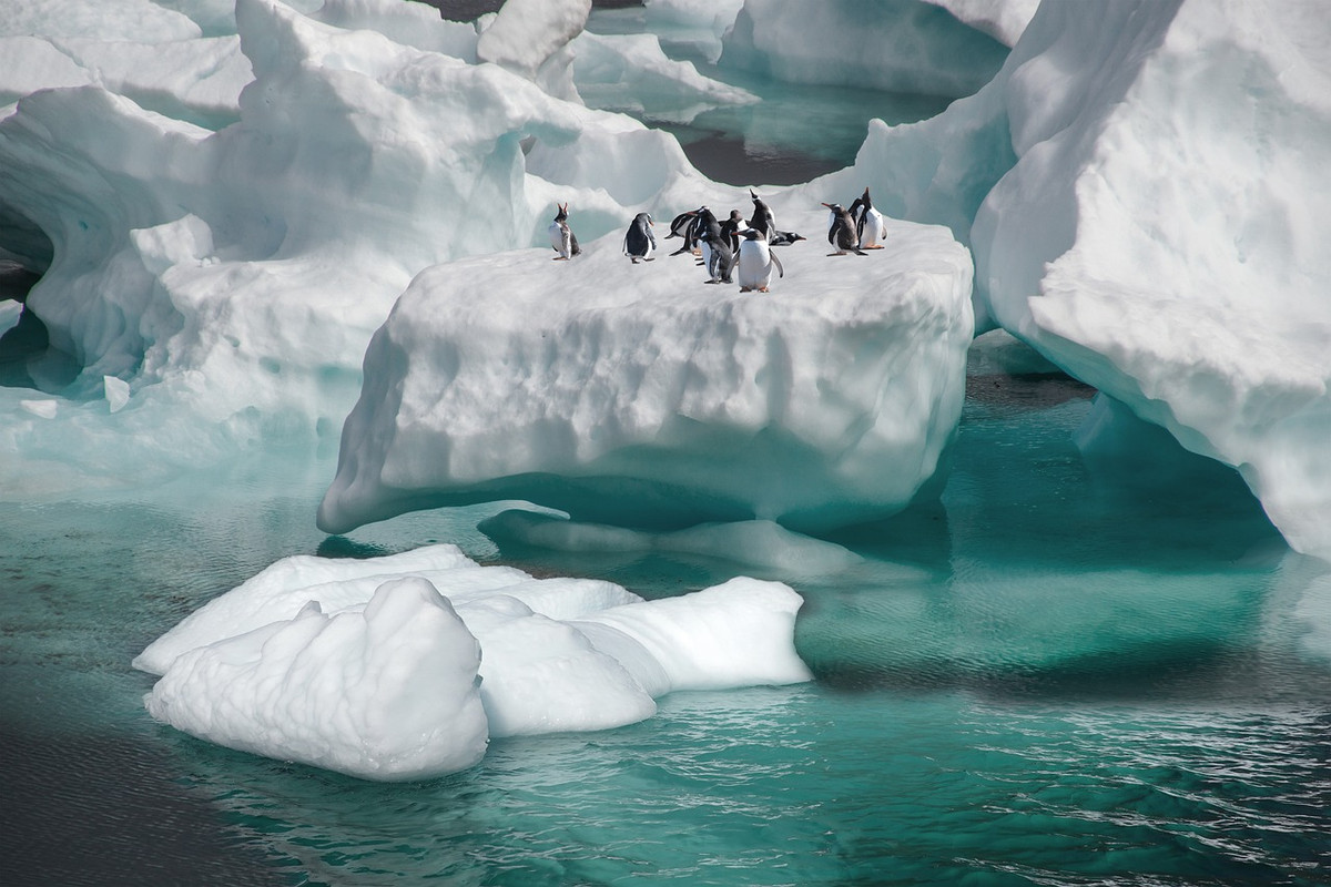 turquoise-penguins-6086503-1280.jpg