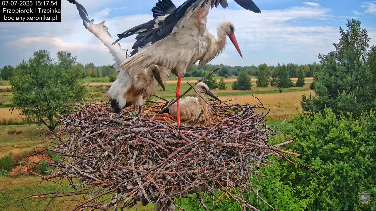 07072025bociany44
