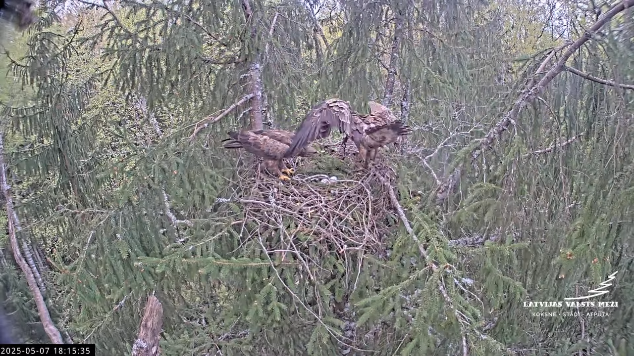 LVM mazais ērglis Lisiņa, egle2 – Lesser Spotted Eagle 14-34-30 screenshot