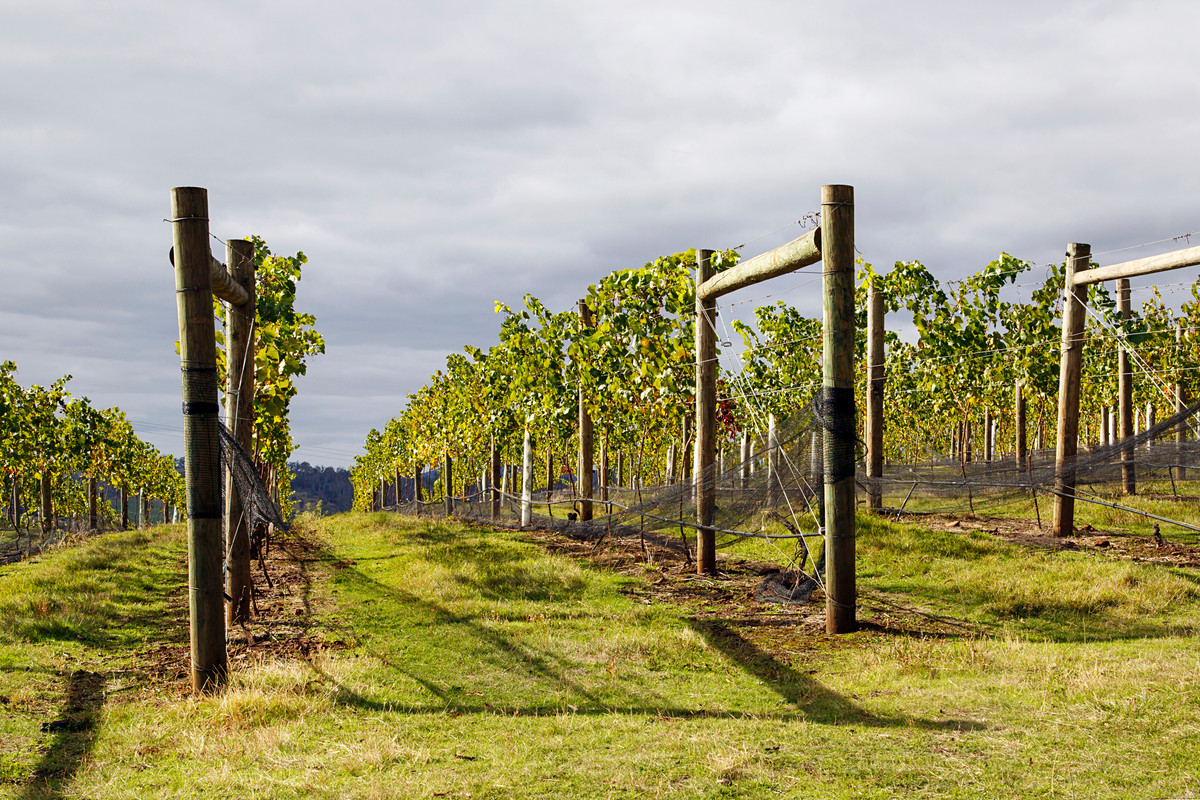 Wines From Tasmania