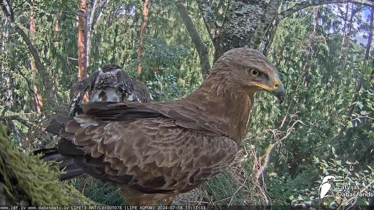 Mazais ērglis (Clanga pomarina), ligzda bērzā - LDF tiešraide 13-21-25 screenshot