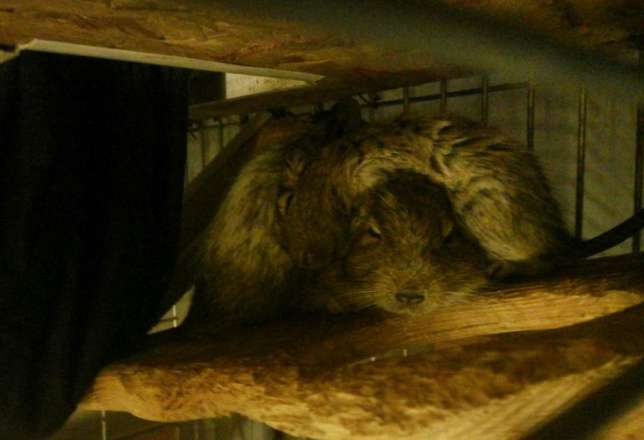 244906076_7_644x461_2-pyatnistye-malchishki-degu