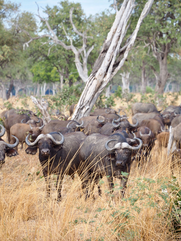 Buffalo