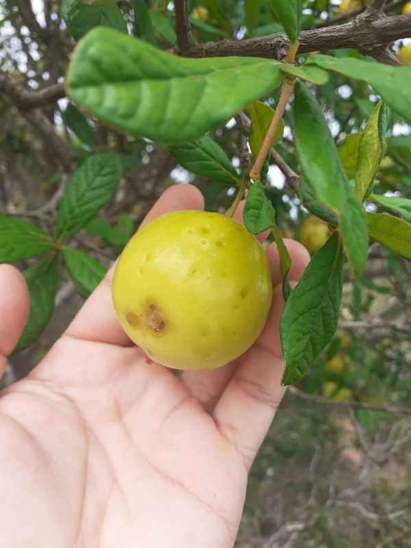 WhatsApp Image 2020-12-08 at 20.44.46 (7)