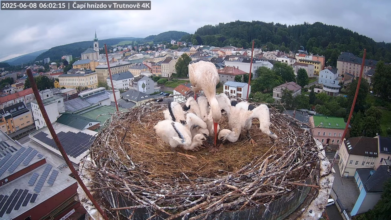 Živě z čapího hnízda na pivovarském komíně v Trutnově 3-33-7 screenshot