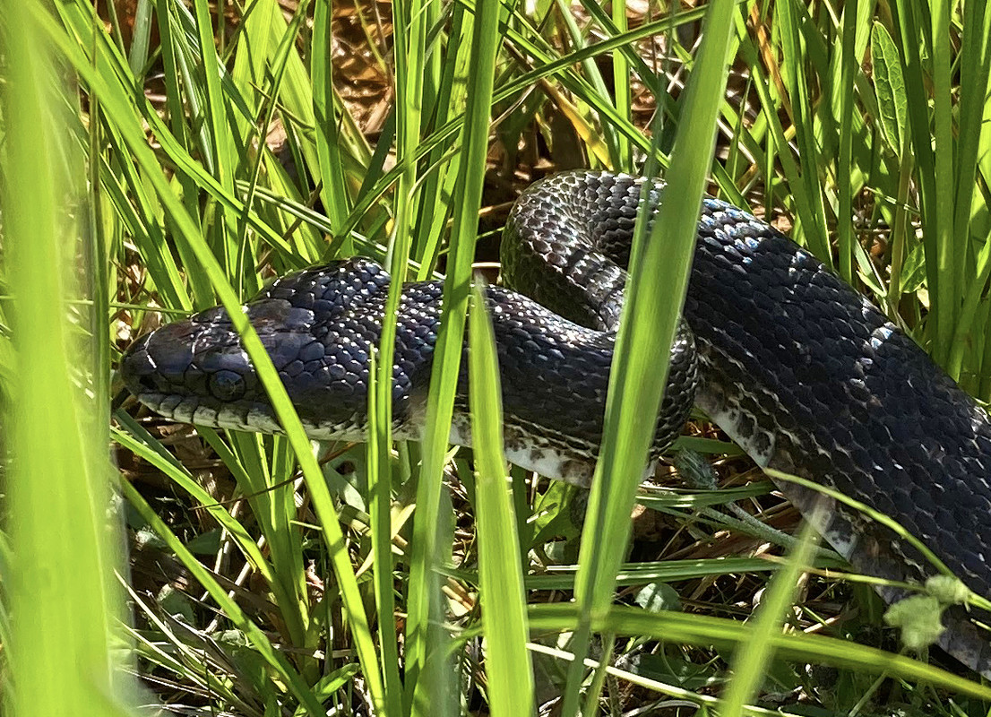 2024-05-20 Ghost Town Trail 26 - Eastern Black Rat Snake