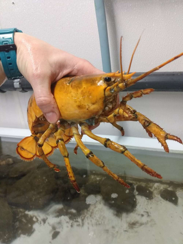 Lobster kuning langka yang ditemukan oleh Marly Babb di Teluk Maina.