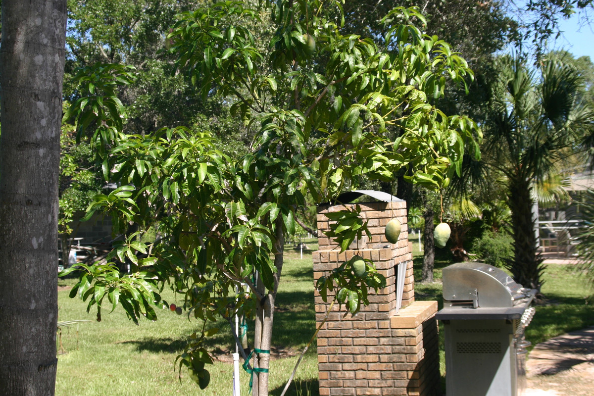 unknown mango tree 001