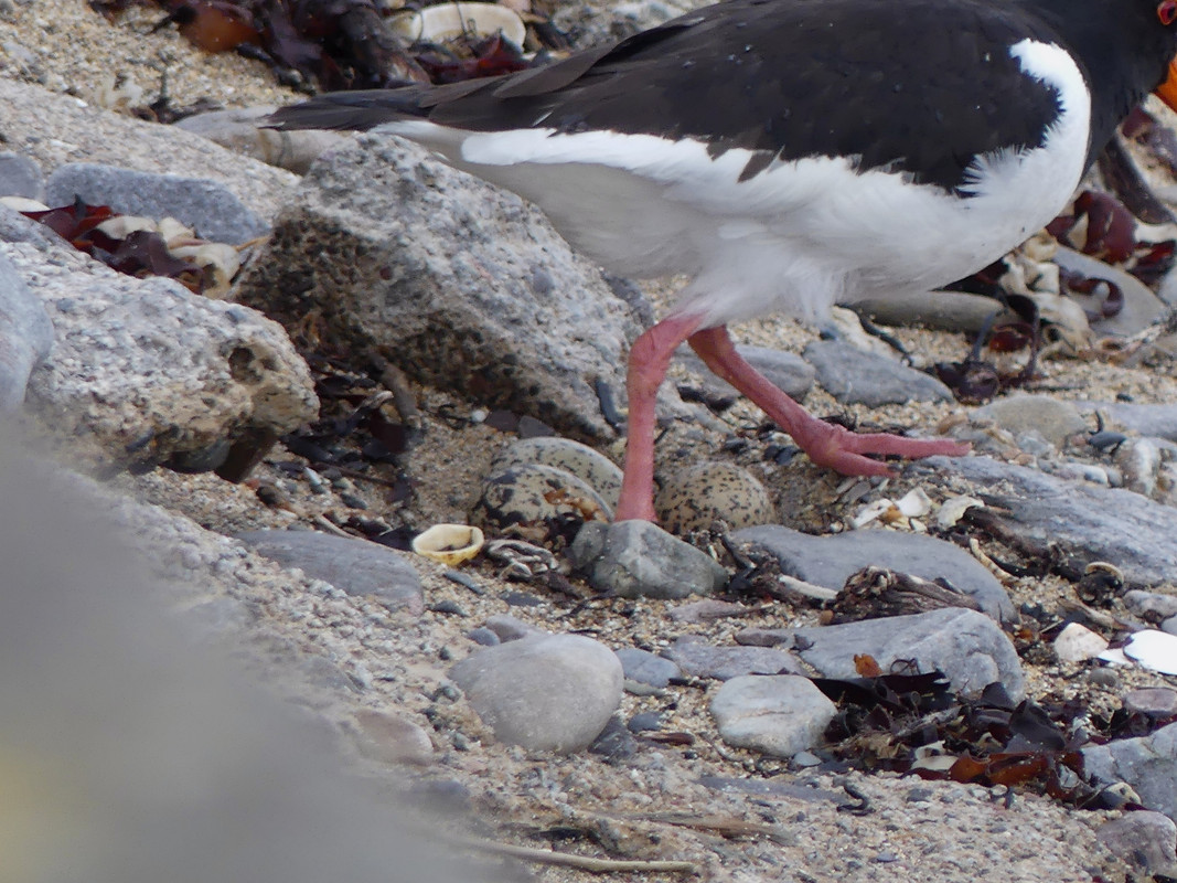OYSTERCATCHER on EGGS 12 110624