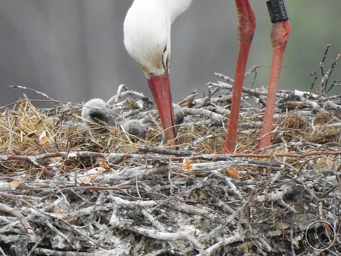 2021-04-29-3Küken-Tagebuch