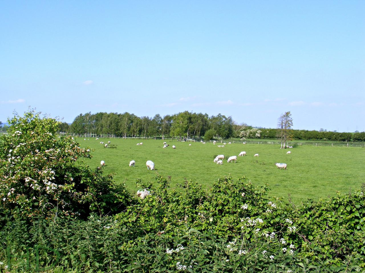 sheep-field-HD.jpg